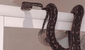 Hombre encuentra a una pitón de seis pies mientras estaba sentado en el inodoro de su casa