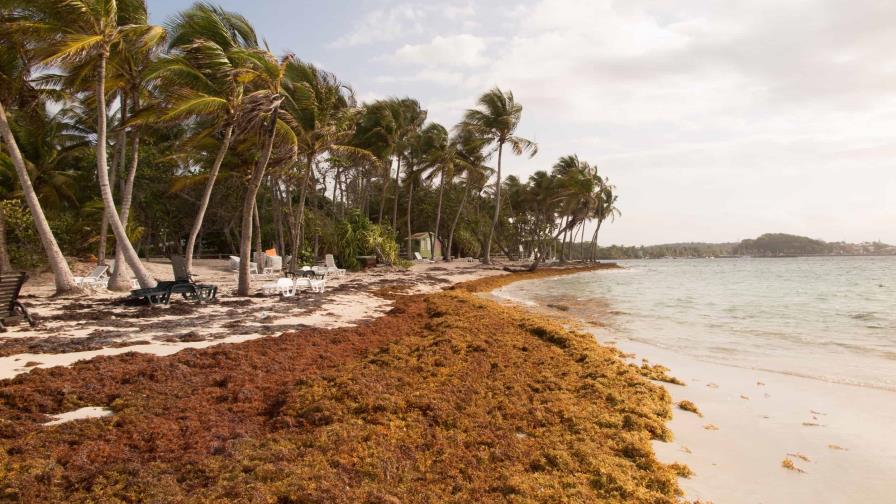 Asonahores respalda medidas contra el sargazo en las playas