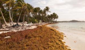 Grupo Puntacana propone la creación de  fondo público-privado para enfrentar el sargazo