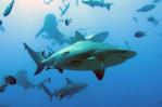 La sobrepesca está acabando con los tiburones de arrecife, concluye un estudio científico