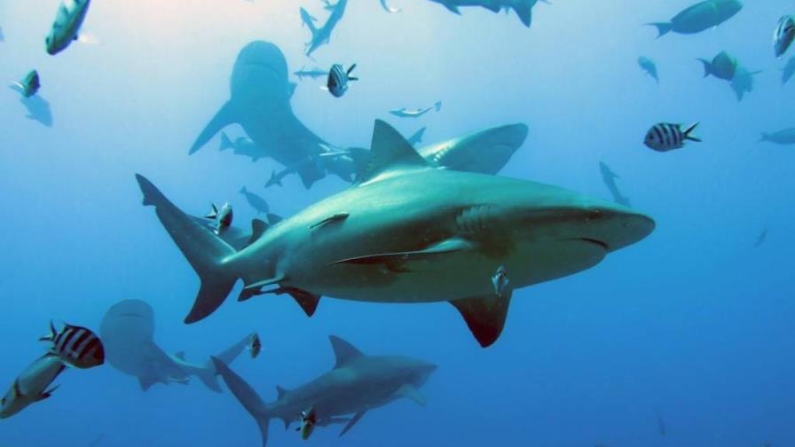 La sobrepesca está acabando con los tiburones de arrecife, concluye un estudio científico