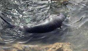 Autoridades hallan manatí bebé en playa en San Pedro de Macorís