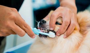 La perrita tiene mal aliento