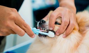 La perrita tiene mal aliento