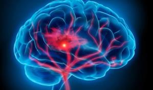 El Proyecto Cerebro Humano traza un mapa del cerebro que ayuda a estudiar los receptores