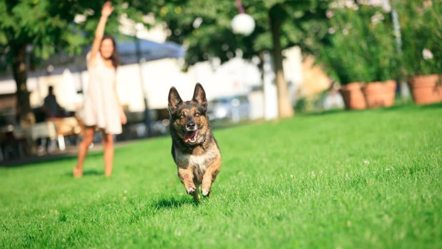 Rutina de ejercicio para perros