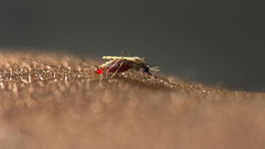 Emiten una alerta sanitaria tras confirmarse dos casos de malaria en Florida
