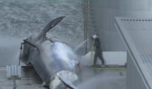 Islandia suspende la caza de ballenas por el bienestar animal