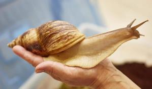 Detectan otra vez una plaga de caracoles gigantes africanos en Florida