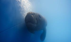 Equipo multidisciplinario busca a la madre de “Jean Pedro”, la cría de manatí hallada en costas de SPM