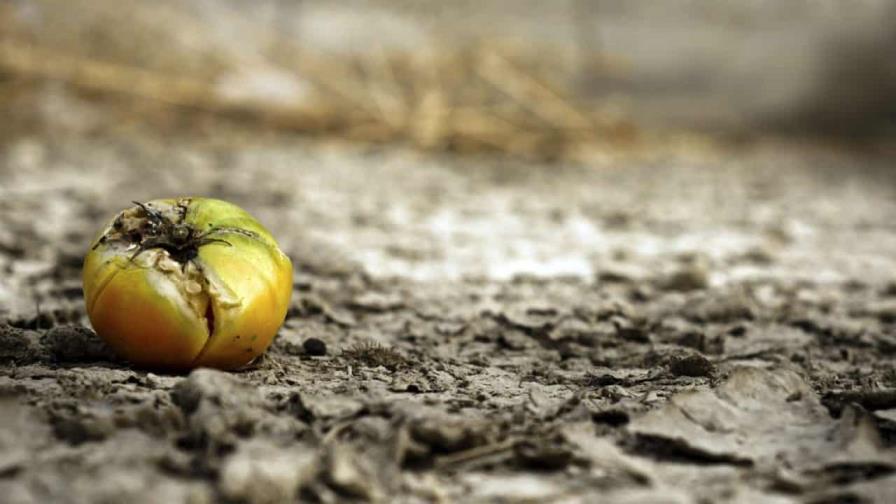 Cambiar nuestra dieta será tan relevante contra el cambio climático como reciclar