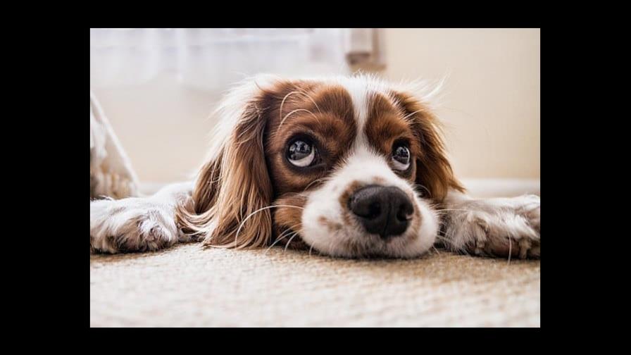 Cómo manejar el estrés en las mascotas