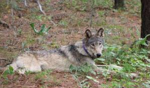 Biden busca restaurar las protecciones de especies amenazadas que eliminó Trump