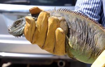 Estas son las 20 especies que podrán ser cazadas en República Dominicana