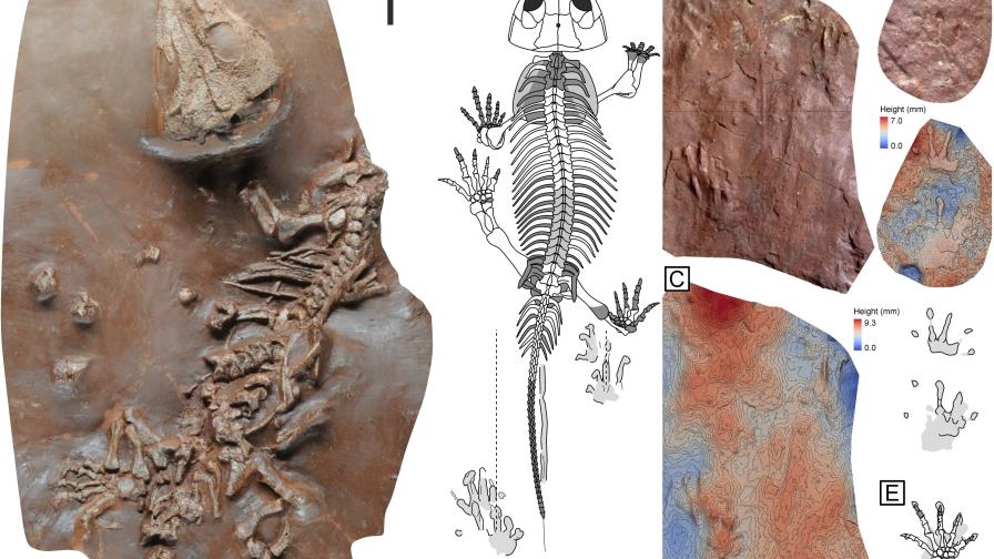 Describen una nueva especie de reptil fósil de Mallorca de más de 270 millones de años