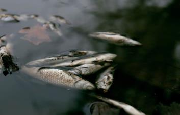 La razón por la que aparecieron miles de peces muertos en una playa de Texas