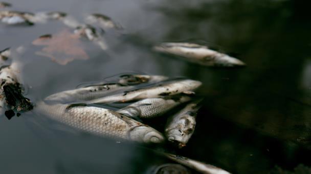 La razón por la que aparecieron miles de peces muertos en una playa de Texas