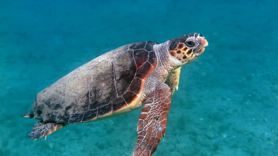 Liberan en aguas de Florida dos tortugas bobas afectadas por la marea roja