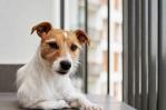 Mascotas en apartamentos: consejos para adaptarse a espacios reducidos
