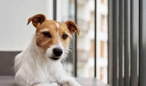 Mascotas en apartamentos: consejos para adaptarse a espacios reducidos