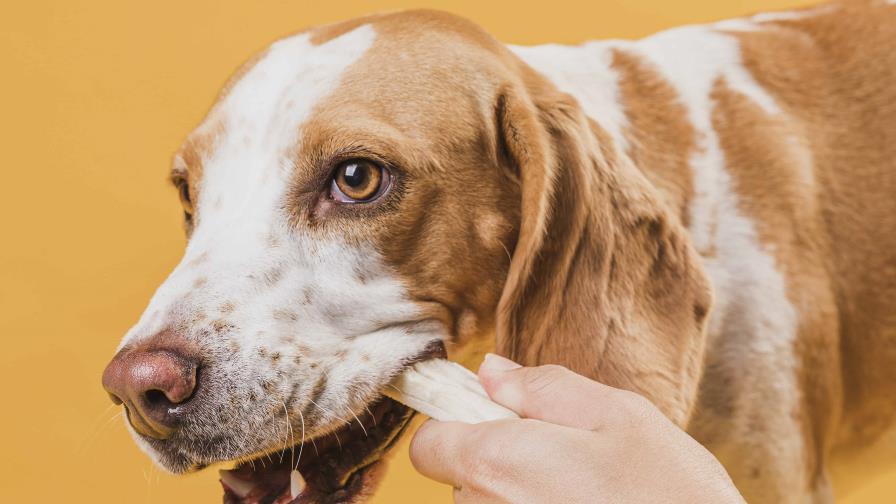 Cuidado dental para mascotas