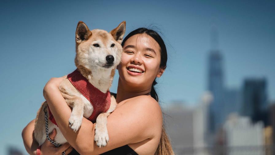 Entrenamiento de obediencia básica: pasos simples para enseñar a tu mascota