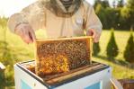 Casi la mitad de las colonias de abejas de Estados Unidos murieron el año pasado Casi la mitad de las colonias de abejas de Estados Unidos murieron el año pasado