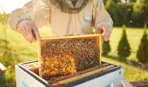 Casi la mitad de las colonias de abejas de Estados Unidos murieron el año pasado