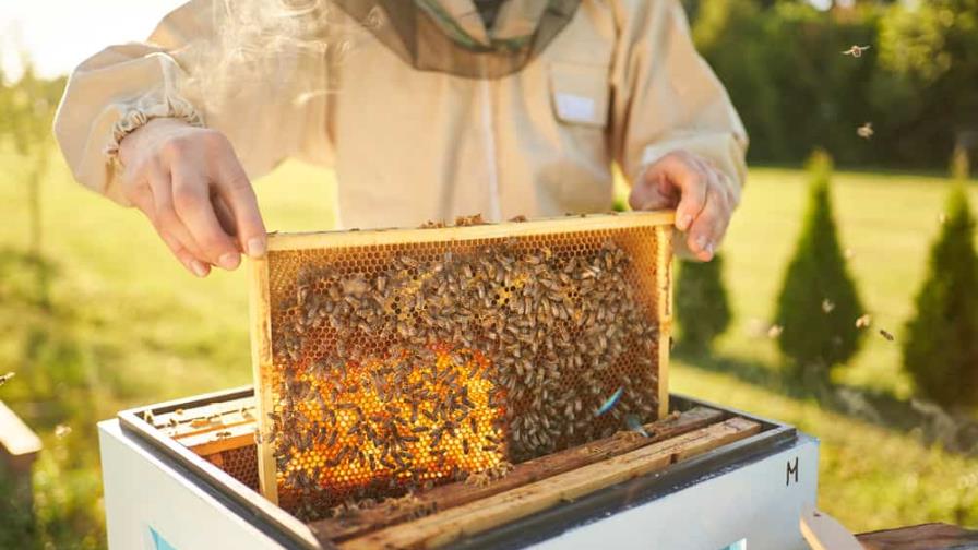 Casi la mitad de las colonias de abejas de Estados Unidos murieron el año pasado