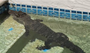 Una mujer en Florida halla a un caimán nadando en su piscina