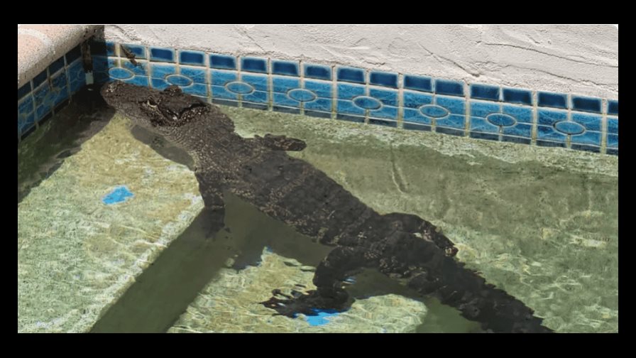 Una mujer en Florida halla a un caimán nadando en su piscina
