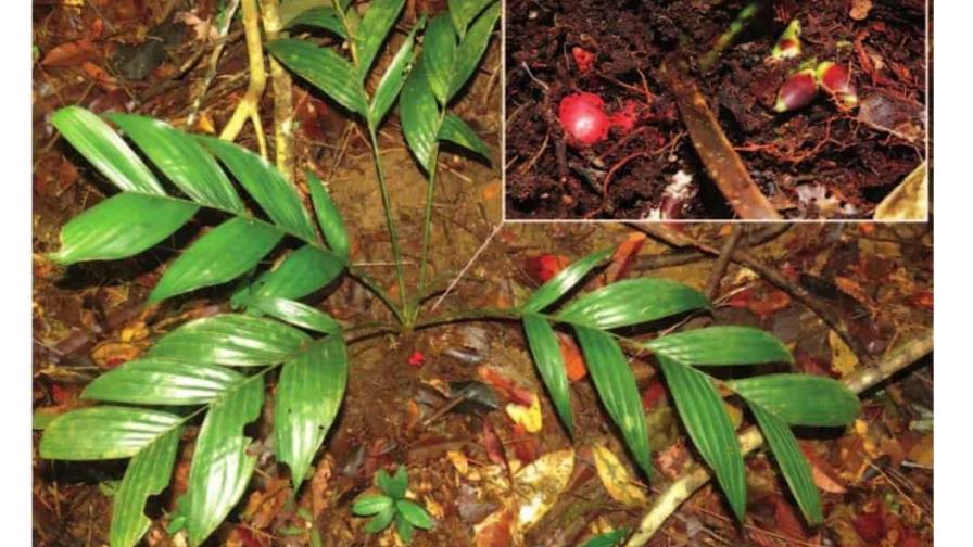 Identifican una nueva especie de palmera que fructifica y florece bajo tierra