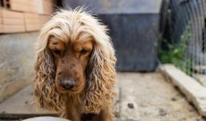 ¿Por qué pierde pelo?