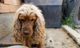 ¿Por qué pierde pelo?