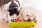 Alimentación específica para razas de perros y gatos