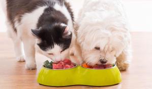 Alimentación específica para razas de perros y gatos