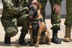 Colombia: es casi imposible hallar a Wilson, el perro que participó en rescate de niños en la selva Colombia: es casi imposible hallar a Wilson, el perro que participó en rescate de niños en la selva