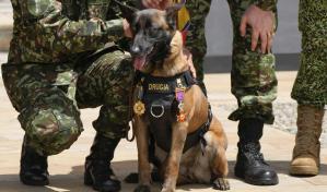 Colombia: es casi imposible hallar a Wilson, el perro que participó en rescate de niños en la selva