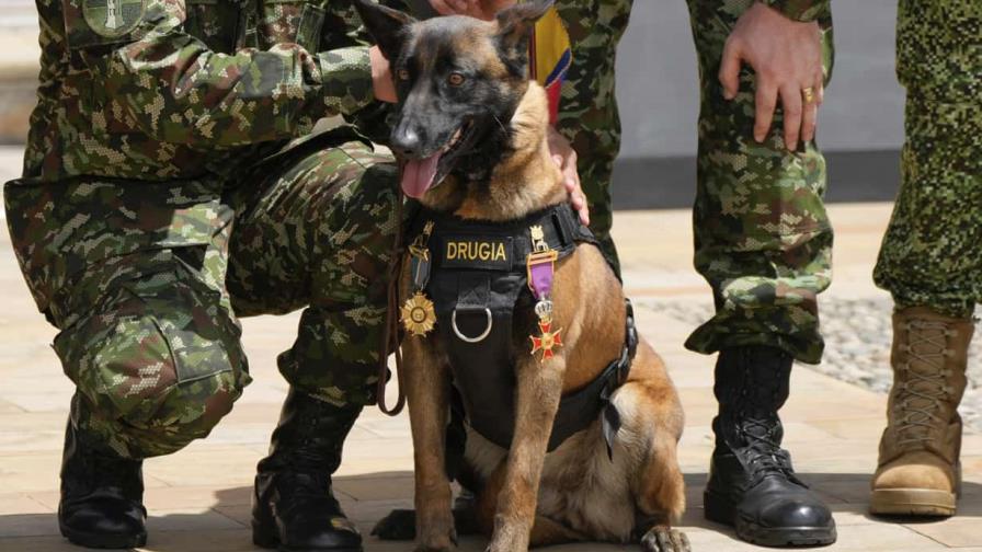 Colombia: es casi imposible hallar a Wilson, el perro que participó en rescate de niños en la selva