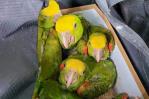 Autoridades fronterizas de EE.UU. incautan 13 loros ocultos en un vehículo procedente de México Autoridades fronterizas de EE.UU. incautan 13 loros ocultos en un vehículo procedente de México