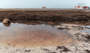 Jake Kheel: "Uno de los fallos para enfrentar el sargazo es que no hay un esfuerzo coordinado"