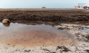 Jake Kheel: “Uno de los fallos para enfrentar el sargazo es que no hay un esfuerzo coordinado”