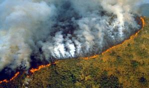 La Tierra perdió un área de selva equivalente a un campo de fútbol cada 5 segundos del 2022