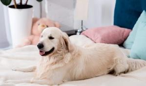 Mascotas felices: claves para su bienestar emocional