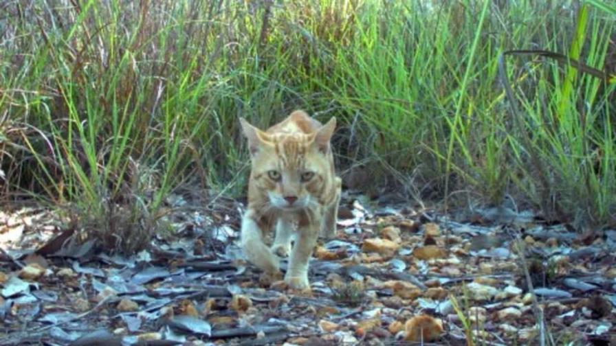 Australia desplegará robots para matar gatos callejeros