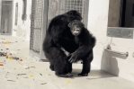 El gesto de asombro de una chimpancé de 28 años al ver el cielo por primera vez