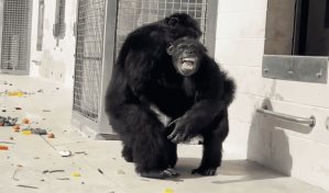 El gesto de asombro de una chimpancé de 28 años al ver el cielo por primera vez