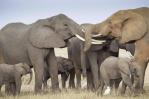 El cambio climático supera a la caza furtiva como gran amenaza de la vida salvaje en Kenia El cambio climático supera a la caza furtiva como gran amenaza de la vida salvaje en Kenia