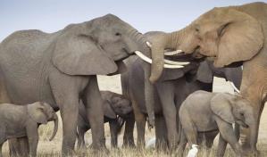 El cambio climático supera a la caza furtiva como gran amenaza de la vida salvaje en Kenia