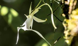 Floración de la súper orquídea fantasma atrae a visitantes a una reserva de Florida